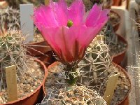 Echinocereus fendleri v. kuenzleri Dscf5644.jpg